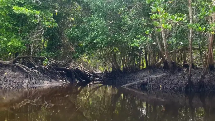 Mangrove Canoe Tour
