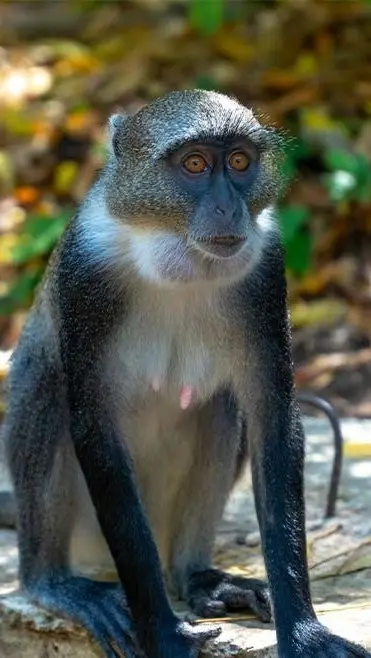 Monkey at Gede Ruins