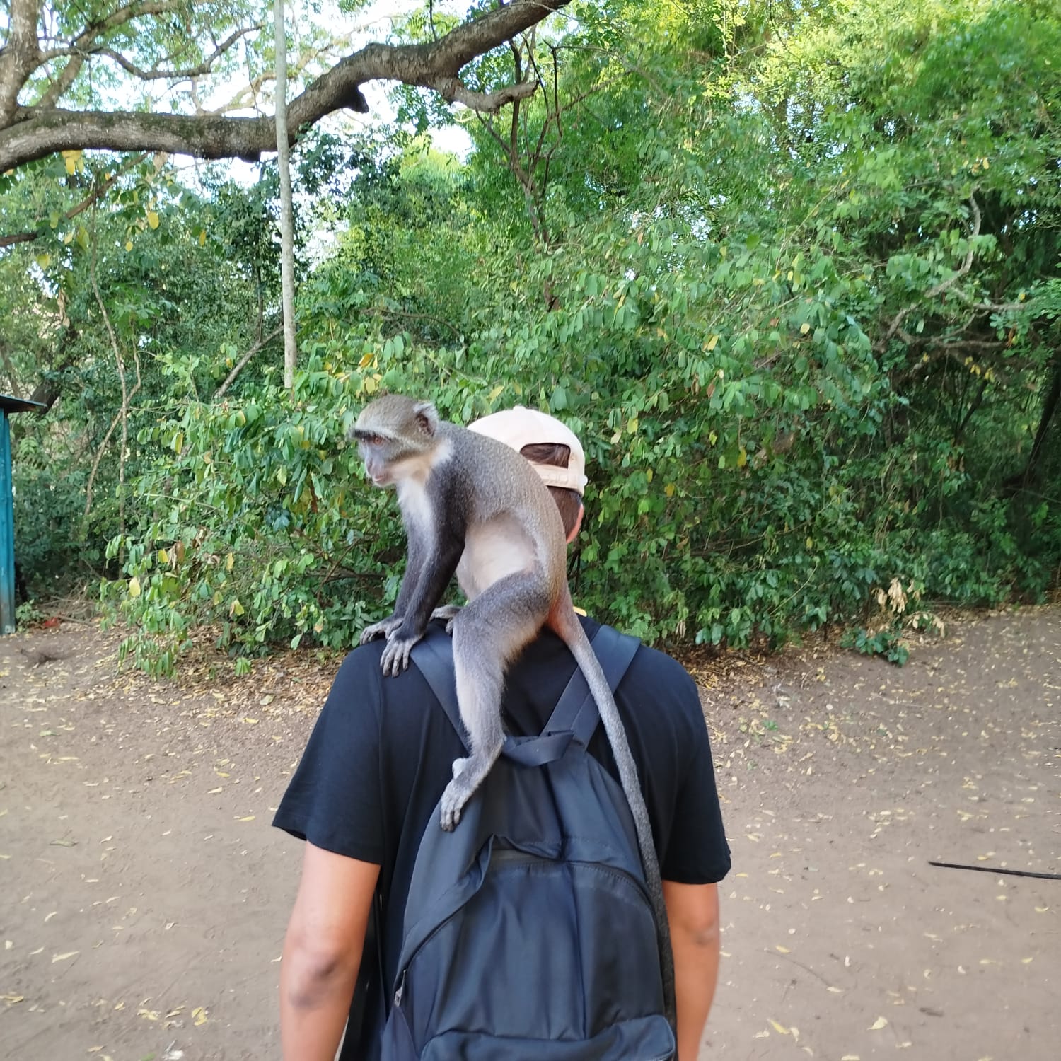 Monkey at Gede Ruins