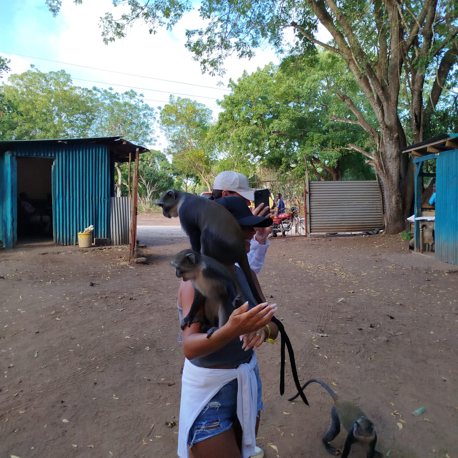 Monkey at Gede Ruins