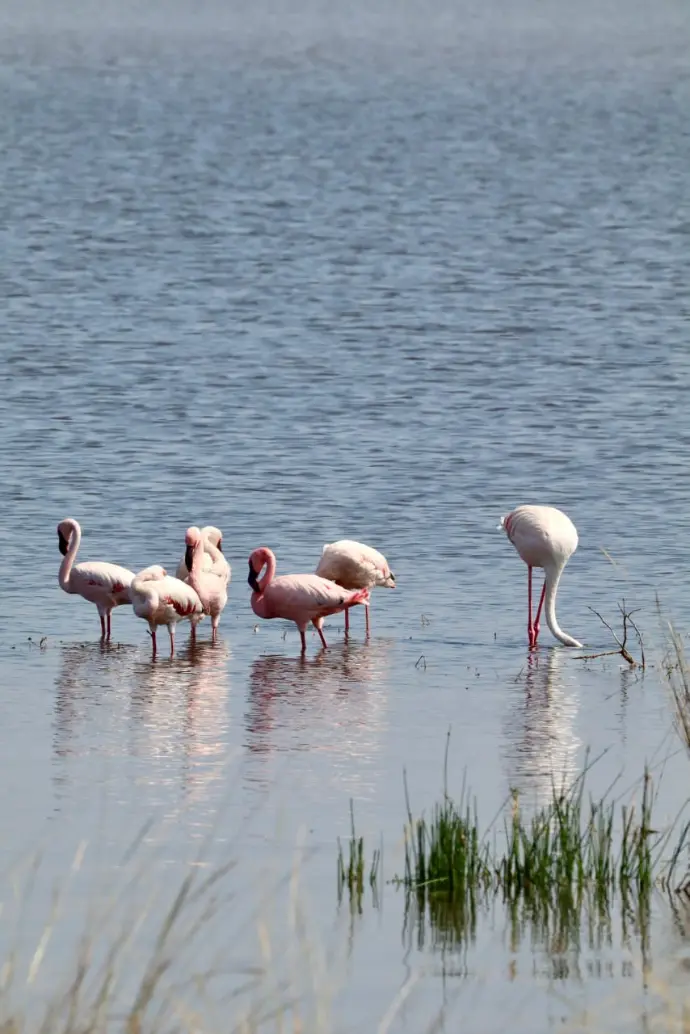 Lago Nakuru